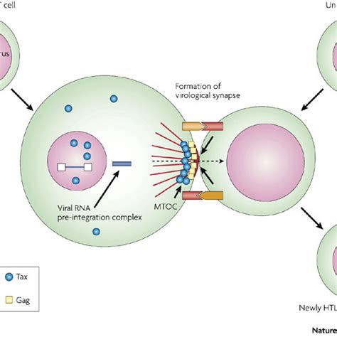Pdf Human T Cell Leukaemia Virus Type 1 Htlv 1 Infectivity And