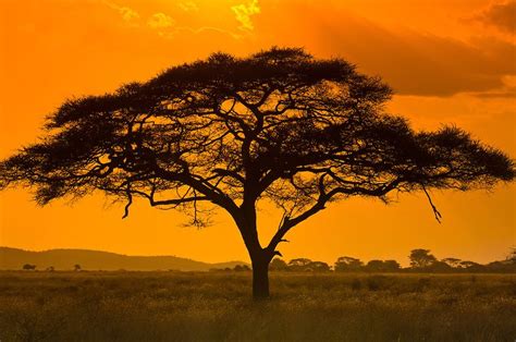 An Acacia Tree Serengeti National Park Tanzania Afrika Landschaft