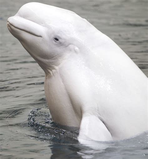 Georgia Aquariums Beluga Whale Maris Dies Nbc News