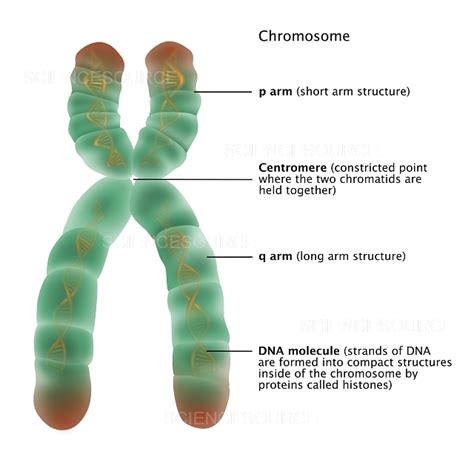 Photograph Chromosome Structure Illustration Science Source Images