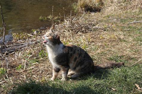 Tricolor Cat Sits On Green Grass Stock Photo Image Of Kitty Kitten