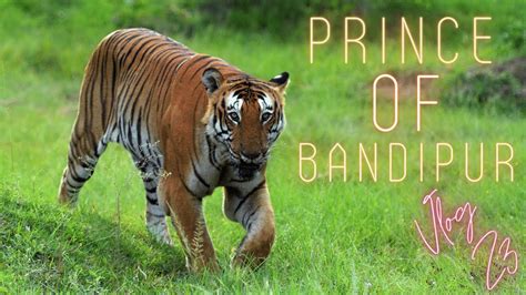 Bandipur Forest Safari 2022 Tribute To Prince Of Bandipur Bandipur Karnatakatourism Youtube
