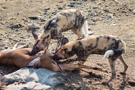 Dogs vary greatly in their metabolism and activity levels, so the best way to maintain healthy weight is by observing your dogs body condition. Crocodile steals wild dog's lunch at Olifants River in ...