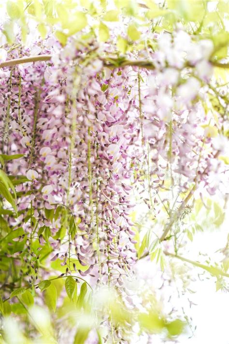 Pink Wisteria Blooming In The Garden Spring Gardens In Poland Stock