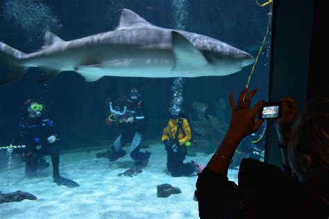 Aquarium In Tacoma To Let Visitors Dive In Shark Tank Klcc