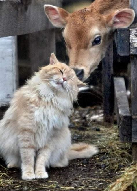 10 Beautiful Animal Friendship Images That Will Melt Your Heart