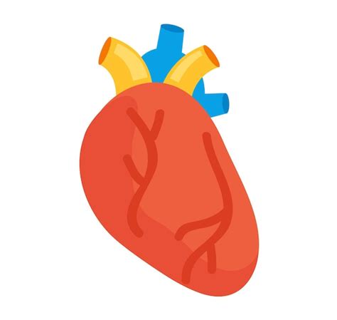 Premium Vector Human Heart Internal Organ Transplant Concept Vector