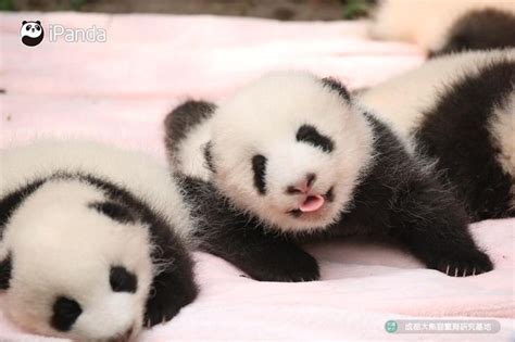 Panda Bear Baby Panda Cute Animals
