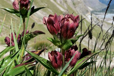 Purpur Enzian Flora Zermatt