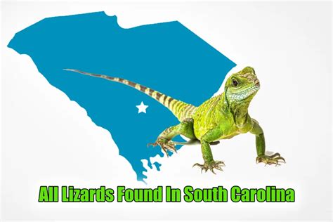 All Lizards Found In South Carolina According To Scdnr With