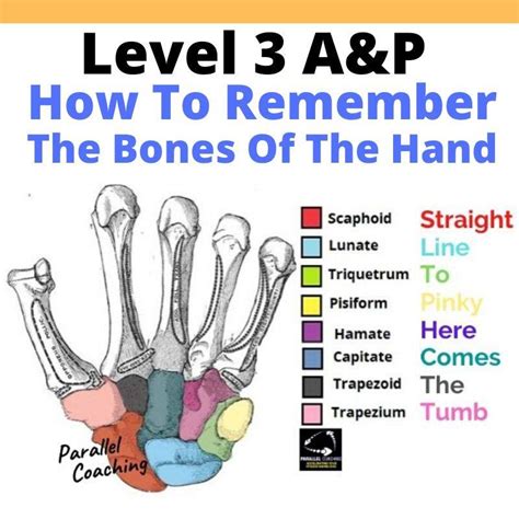Anatomy Revision How To Remember The Bones Of The Hand