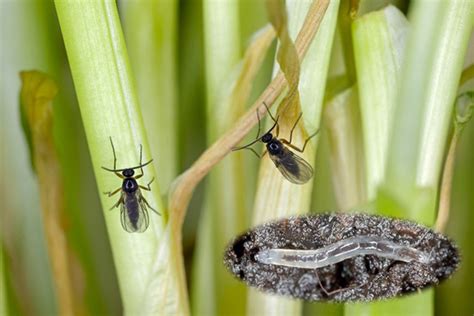 Fungus Gnats Why Are They So Difficult To Control Eutrema