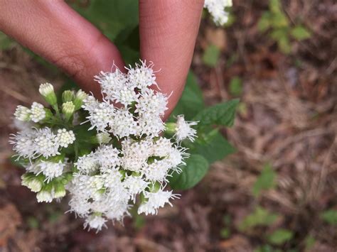 White Snakeroot Toxic Plants Of East Tn · Inaturalist