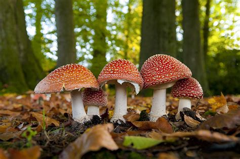 Mushrooms In The Forest Rpics