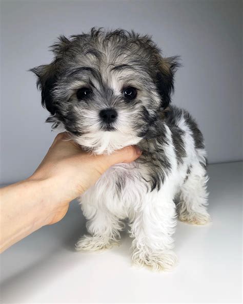 We did not find results for: Teacup maltipoo maltese poodle Puppy! holly | iHeartTeacups