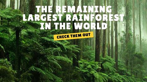Top 10 Largest Rainforest In The World Youtube