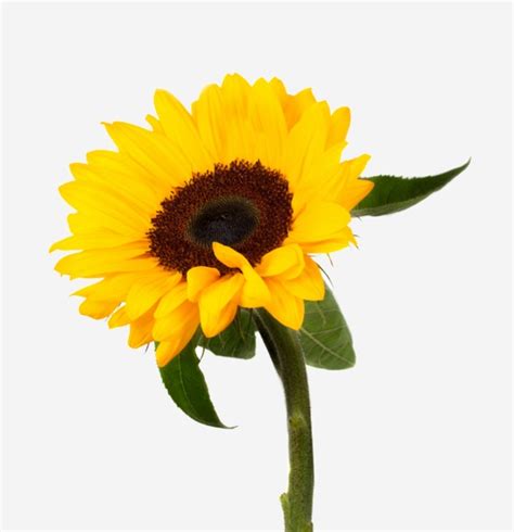 Find over 100+ of the best free flowers images. Sunflower - Rio Roses