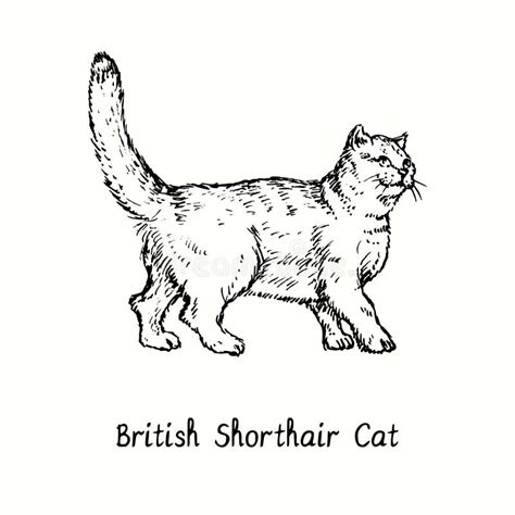 British Shorthair Cat Standing Side View Ink Black And White Doodle Drawing Stock Vector