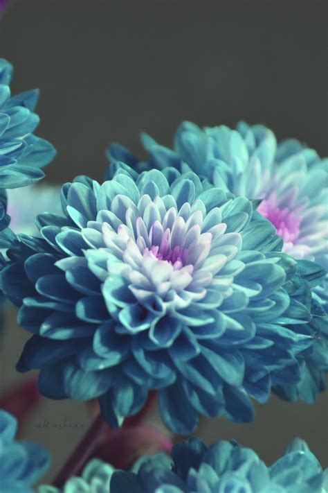 #blue-flowers on Tumblr