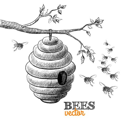 Honey Bees And Hive On Tree Branch Vector Art At Vecteezy