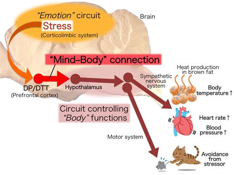 Found Neural Circuit That Drives Physical Responses To Emotional Stress American Biotech News