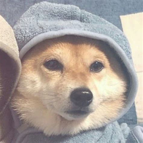 Doge Dog Pfp Doge Is The Original Character Of The Dogelore Universe