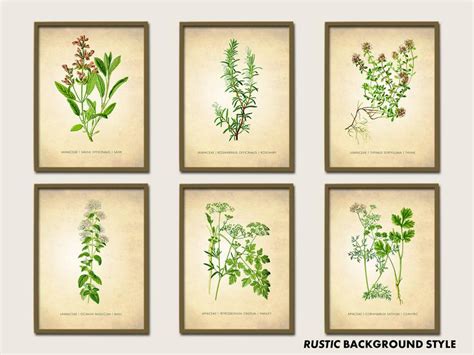 Herbs Art Print Botanical Print Set Of 6 Vintage Botanical Etsy