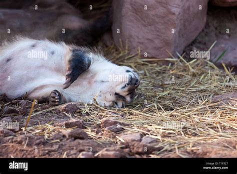 A Badger Sleeping On Its Back In The Straw With A White Underbelly And