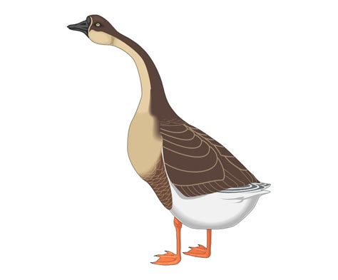 Goose Clipart Clip Art Goose Clip Art Transparent Free For Download On