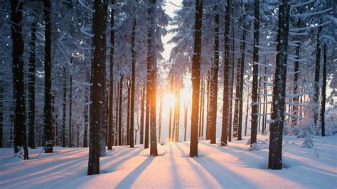 Snow Forest Winter Wallpapers Top Nh Ng H Nh Nh P