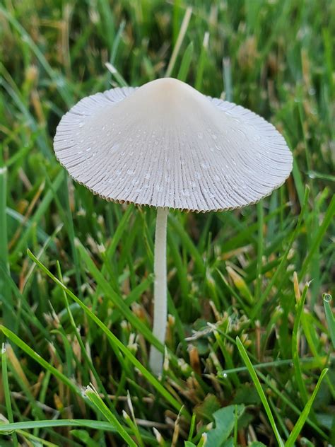 Interesting Little Mushroom In My Yard With The Dew Of Morning Still On