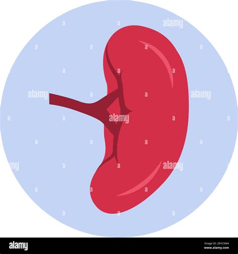 Enlarged Spleen Splenomegaly Isolated Medical Icon Stock Vector Image