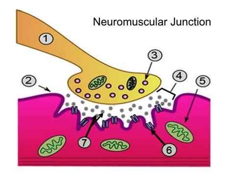 Neuromuscular Junction Quiz