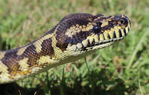 Carpet Python Breeding Habits