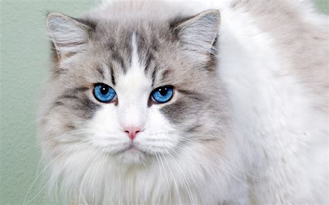 White Cat With Blue Eyes Wallpaper 2560x1600 2753 Wallpaperup