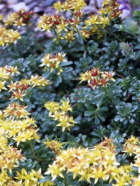 An exceptionally colorful evergreen groundcover shrub unlike any. The 25+ best Sedum ground cover ideas on Pinterest ...