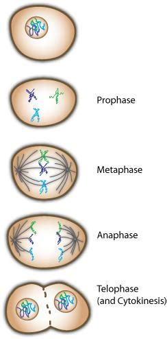 Mitosis is preceded by interphase and is divided into four distinct stages: Exam III - Biology Bio 103 with Fox at Edinboro University of Pennsylvania - StudyBlue