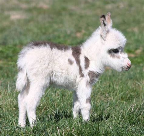 27 Cutest Baby Animals That Will Put A Smile On Your Face