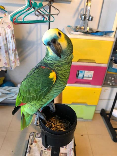 Amazon Parrot For Sale Everything Else On Carousell