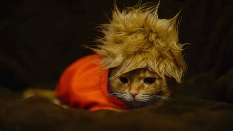 スーパーサイヤ人猫とかつら泥棒猫！ Super Saiyan Cat And Wig Thief Cat！ Youtube