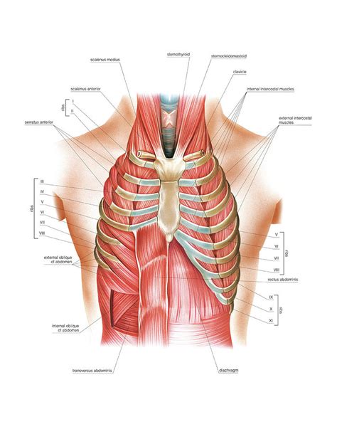 Respiratory Muscles Photograph By Asklepios Medical Atlas Pixels