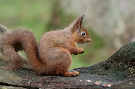 Brown Squirrel On Tree Trunk Hd Wallpaper Wallpaper Flare