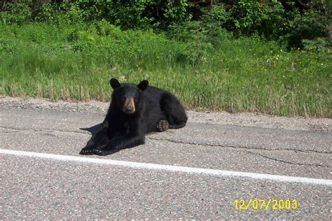 Bear On The Road A Black Bear Relaxes By The Roadside In C Flickr