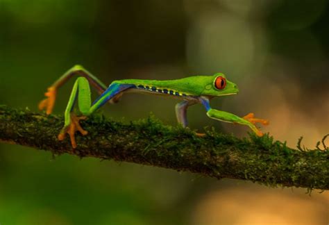 Biodiversity In Costa Rica Casa Teresa Luxury Resort