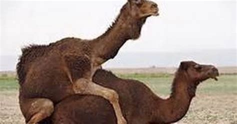 Camel Mating Camel Mating Ritual Must Watch Animal