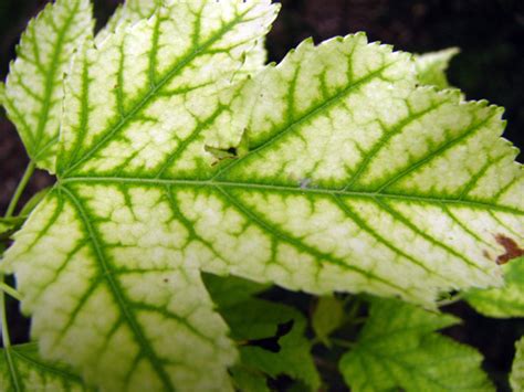 Chlorosis, or yellow discoloring of the leaves, is usually the first sign of a soil ph problem. Iron for Plants | Iron Powder Manufacturers and ...