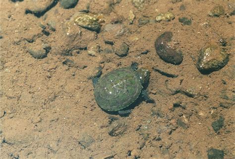 Perhaps it started back in 1989 as we were driving. Sonora Mud Turtle - Life List Blog Posts