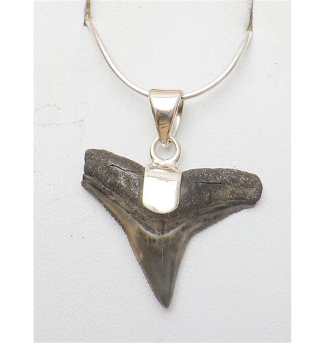 Fossils Silver Shark Tooth Pendant