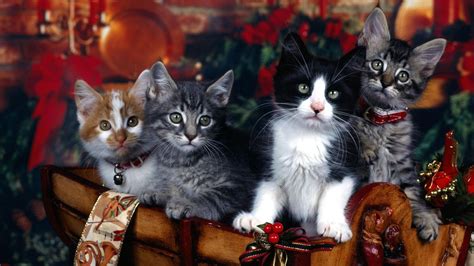 데스크탑을위한 예쁜 배경 크리스마스 고양이 벽지 1920x1080 Wallpapertip