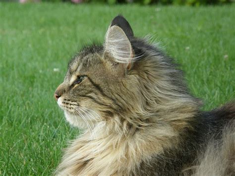 Cat 26413511280 Official Cat Long Haired Cats Fancy Cats Norwegian